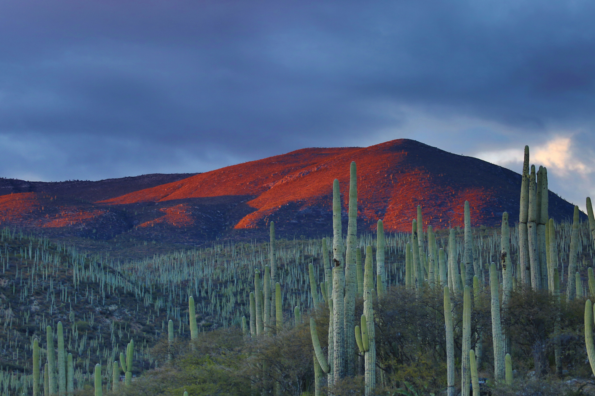 Desert landscape with cacti and a sunlit mountain