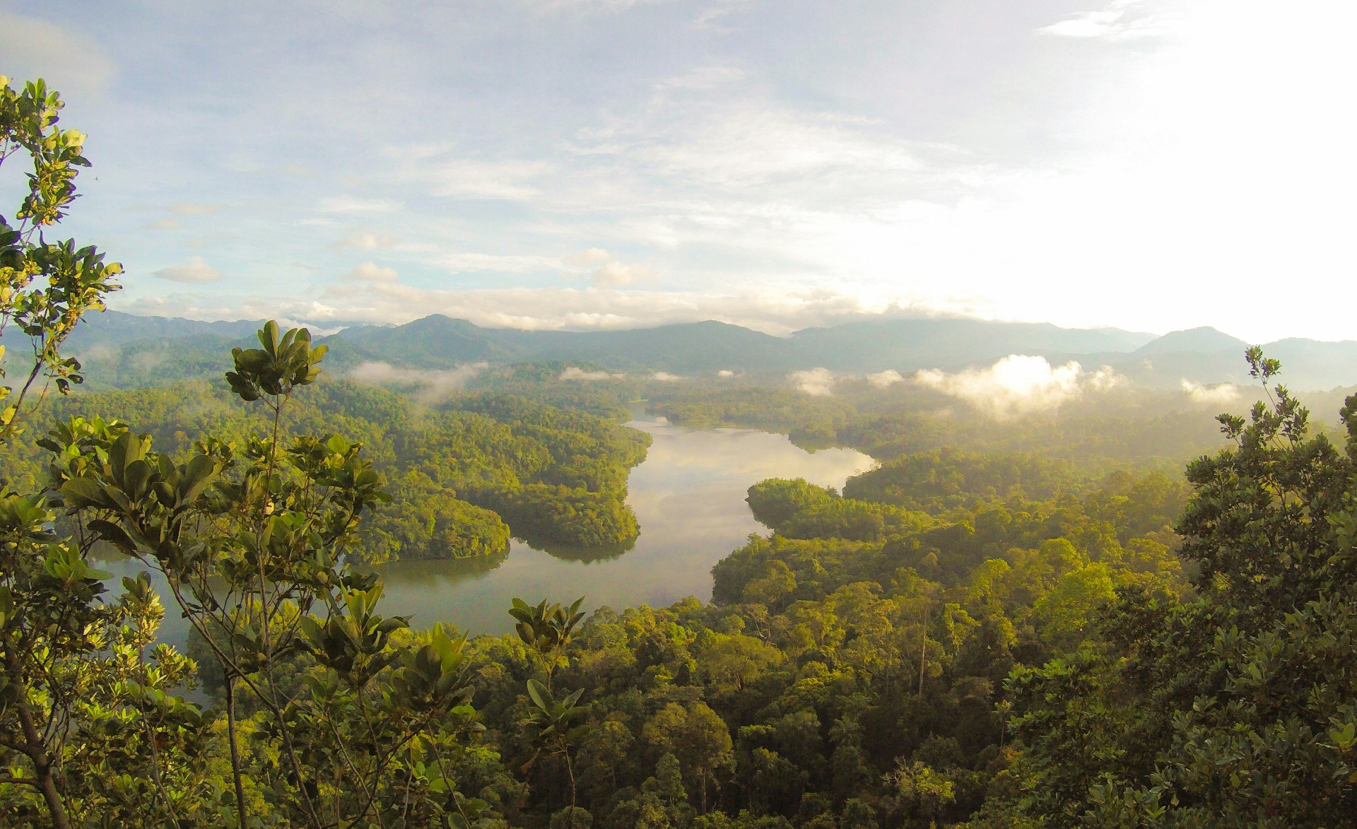 Lush green forest watershed with a winding river