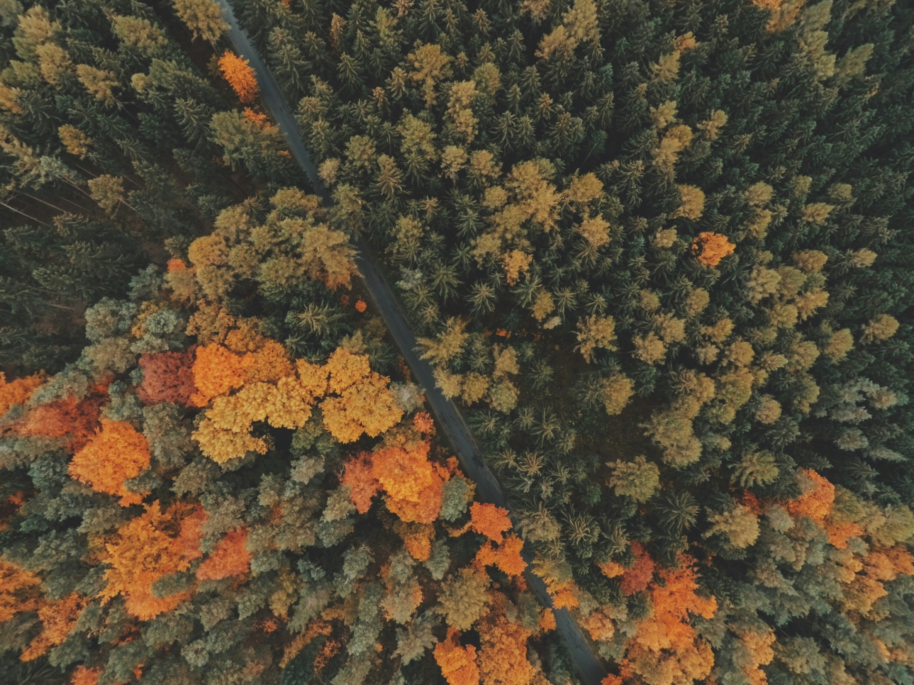 Aerial view of an autumn forest with a winding road
